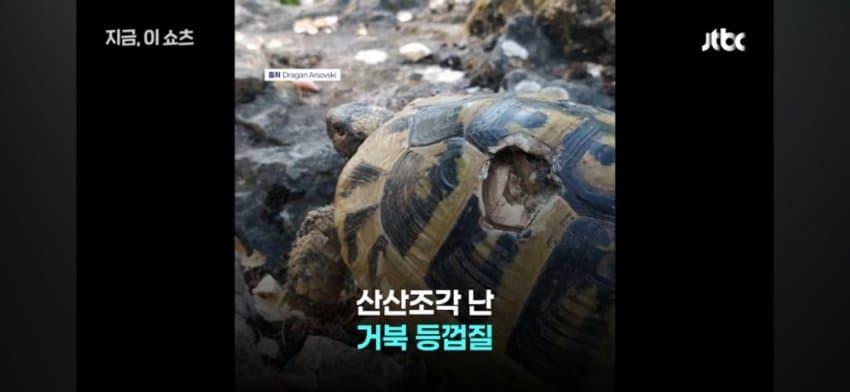훌쩍훌쩍 투신한 암컷 거북이