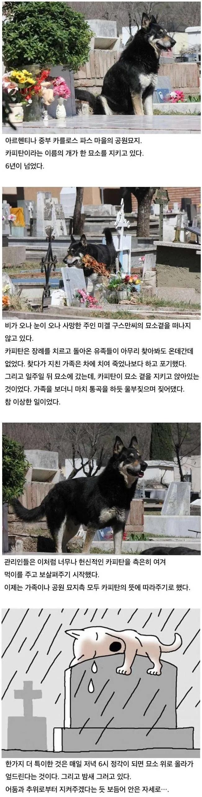 수년간 주인의 묘소를 떠나지 않고 지키고 있는 댕댕이