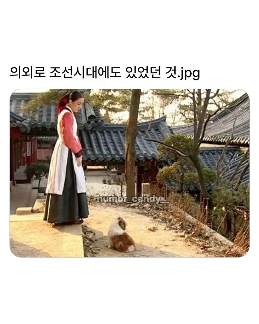 의외로 조선시대에 있었던 견종