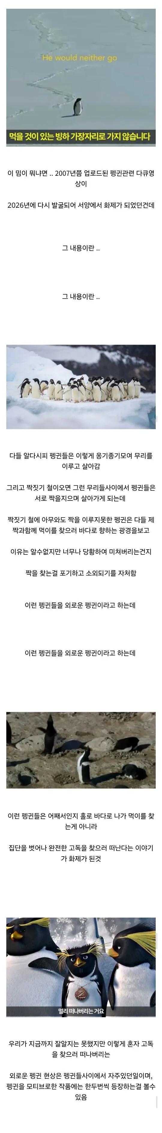 [스압] 해외에서 유행했던 외로운 펭귄 밈..