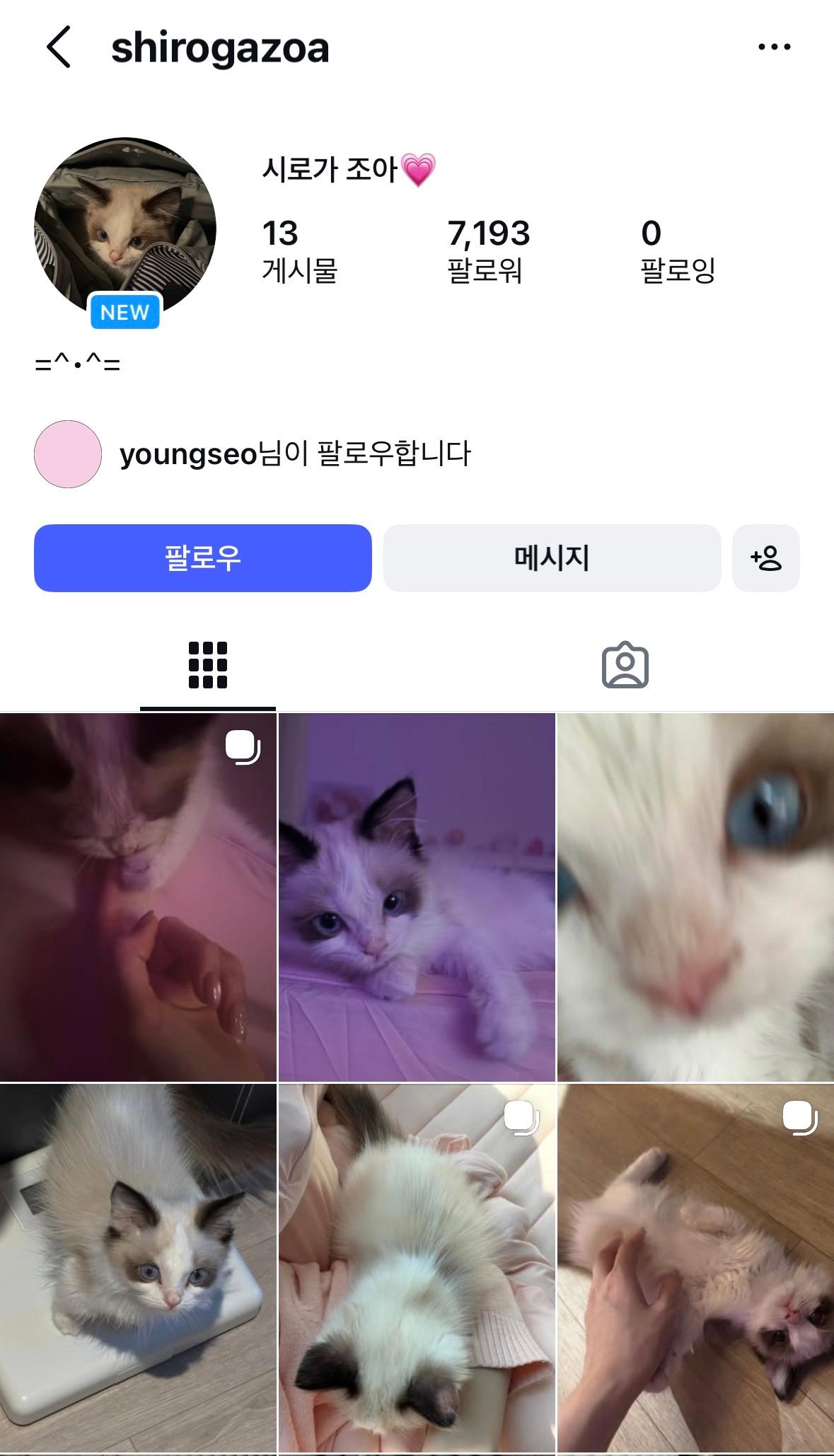 신종펫샵에서 품종묘 입양 후 펫스타그램 개설한 올데프 영서