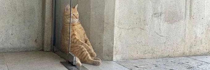 이상한 자세로 자는 고양이