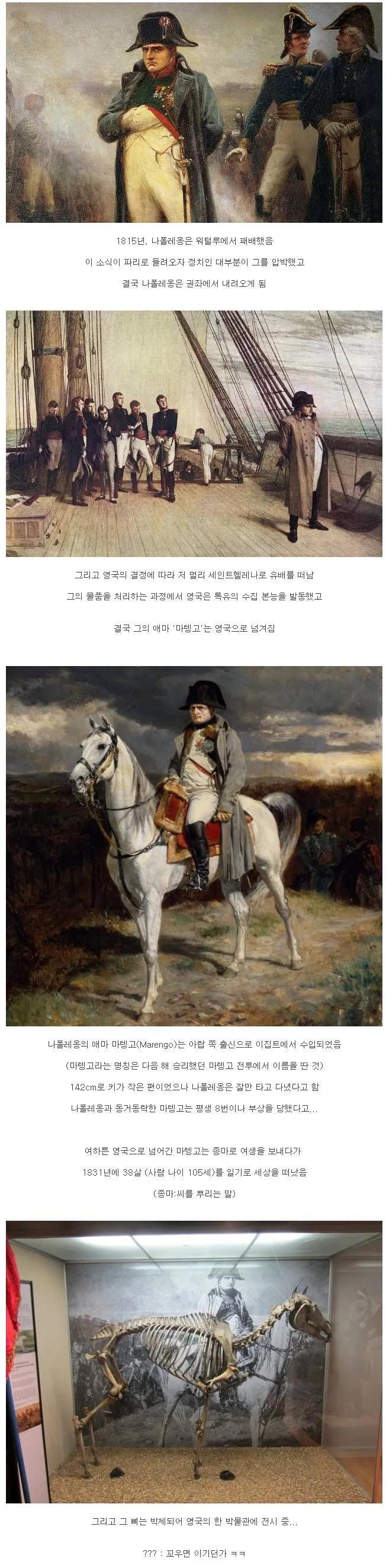 영국 박물관에 뼈가 박제 되어있는 나폴레옹의 말