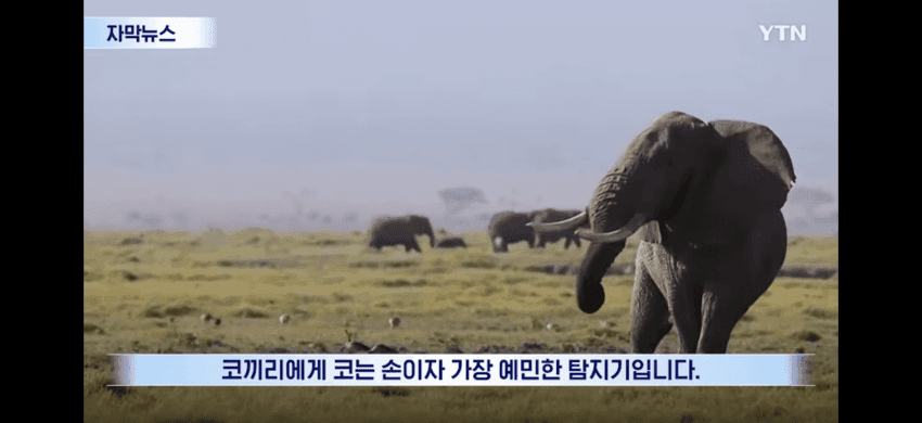 "로봇 센서의 혁신 될 것"...코끼리 수염의 새로운 발견